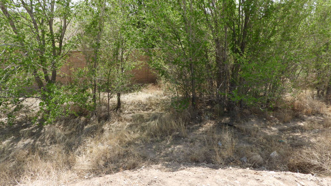Tree line where a Canyon resident found the body of 34-year-old Benjamin Adrian Martinez. He was reported missing in Amarillo in September 2022 (Steve Douglass/KVII){p}{/p}